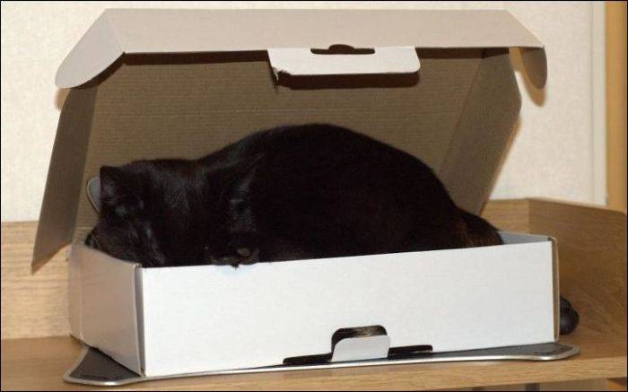 Два кота в одной коробке (4 фото)