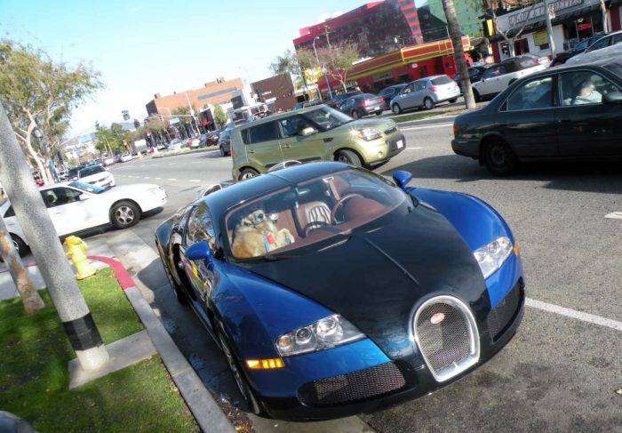 Вот так пассажир в Bugatti Veyron (10 фото)