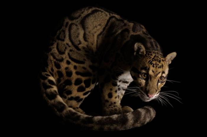 Процесс создания фотографий животных от National Geographic (35 фото)