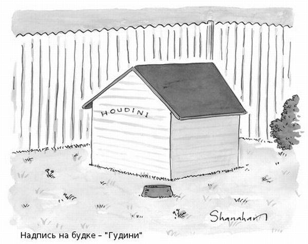    New Yorker (47 )