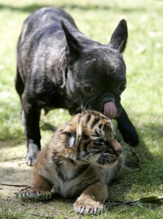 Примеры дружбы из мира животных (18 фото)