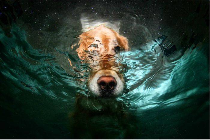 Ныряющие собаки (18 фото)