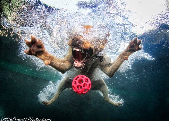 Ныряющие собаки (18 фото)