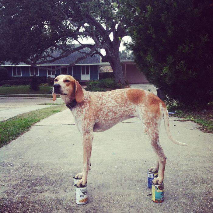 Собака, которая стоит по стойке смирно (20 фото)