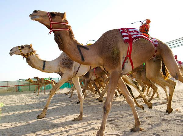 В Кувейте прошли гонки верблюдов с жокеями-роботами (4 фото)