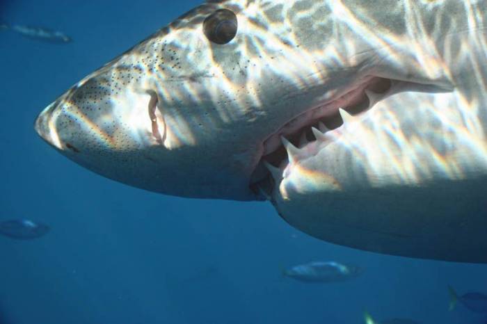 Большая белая акула (20 фото)
