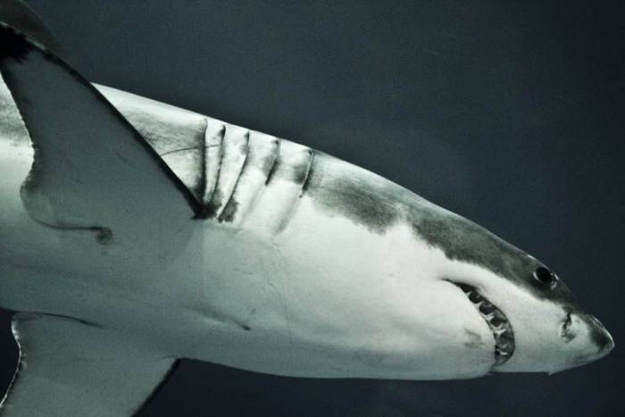 Большая белая акула (20 фото)