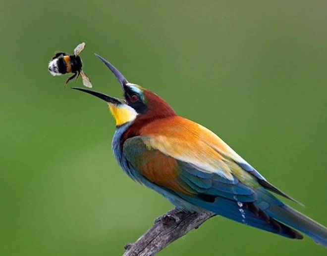 Удивительные фотографии птиц (39 фото)