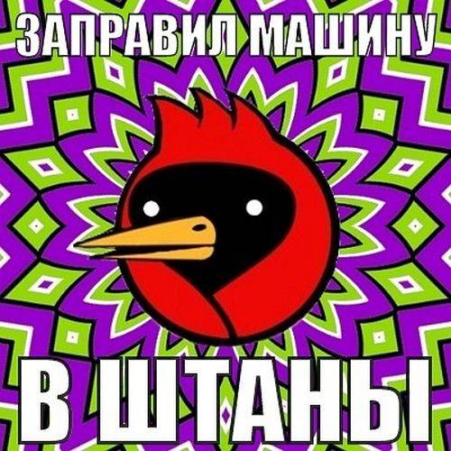 Омская птица (31 картинка)
