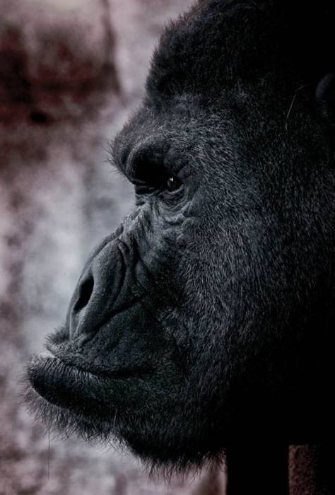 Эти удивительные гориллы: фотофакты (25 фото)
