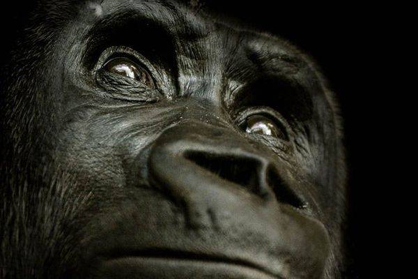 Эти удивительные гориллы: фотофакты (25 фото)