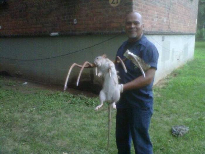 На Нью-Йорк напали гигантские крысы (4 фото)