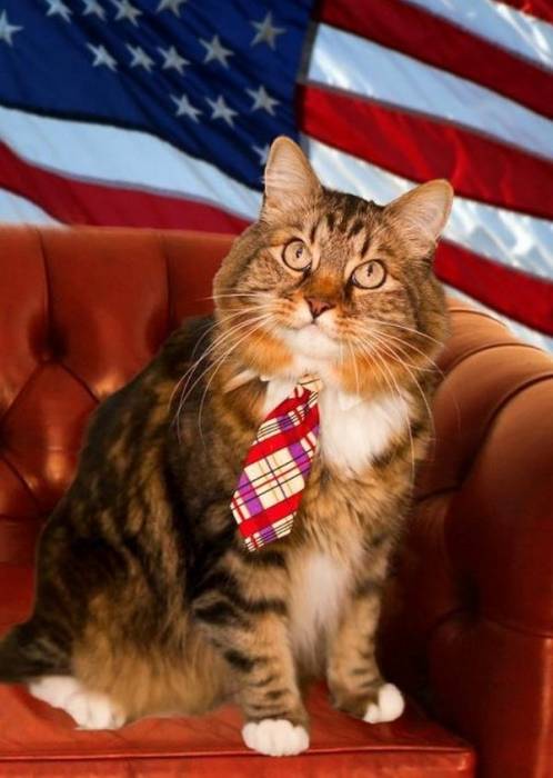 Кот по кличке Хэнк претендует на место в Сенате США (4 фото)