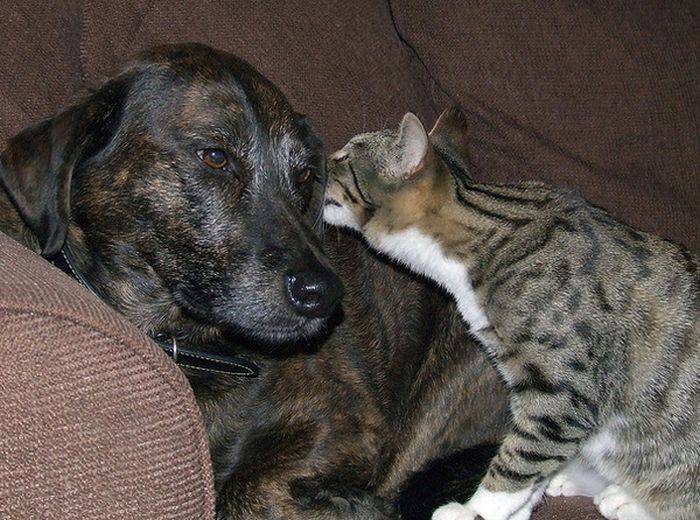Забавные переговоры котов и собак (16 фото)