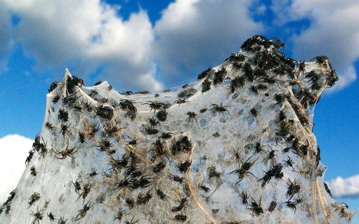 Тысячи пауков атаковали Австралию (8 фото)