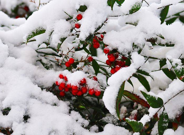 Очень красивые зимние фотографии (31 фото)