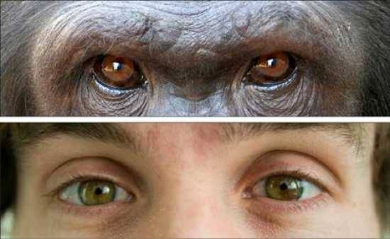 9 сравнений между человеком и шимпанзе (9 фото)