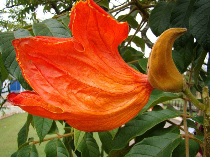 Удивительное африканское тюльпанное дерево (22 фото)