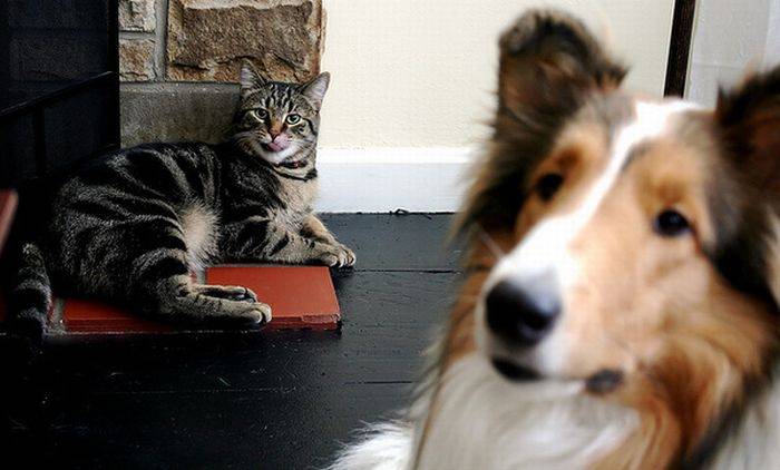 Коты и собаки фотобомбят друг друга (25 фото)