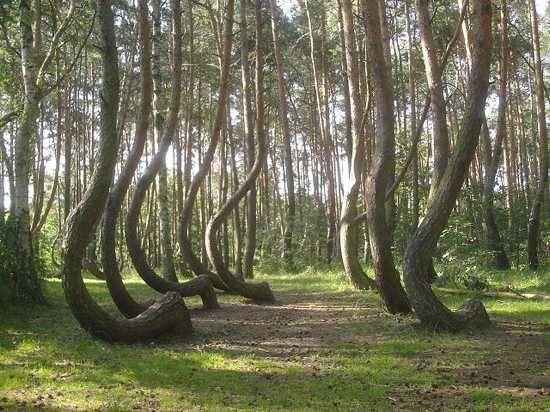 10 необычных и удивительных лесов (10 фото)