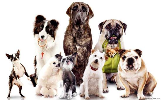 10 самых умных пород собак (11 фото)