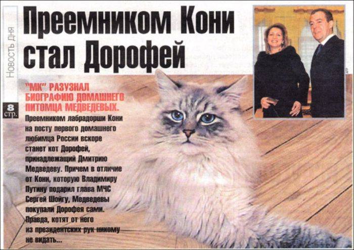 Дмитрий Медведев потерял кота (4 фото)
