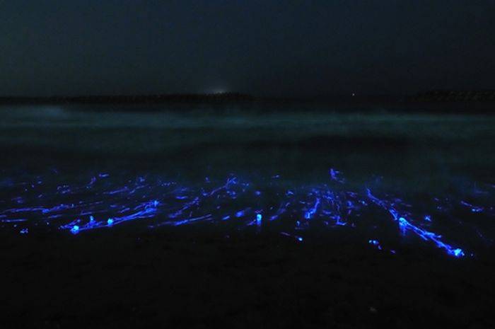 Светящиеся медузы в Японии (5 фото)