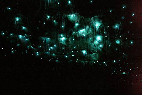 10 удивительных биолюминесцентных животных (10 картинок)