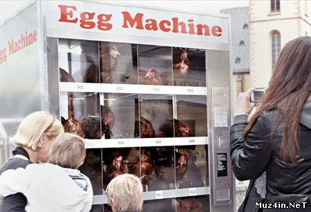 Автомат по продаже яиц (6 фото+видео)