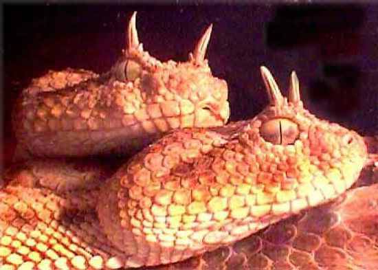 10 самых необычных змей (10 фото)