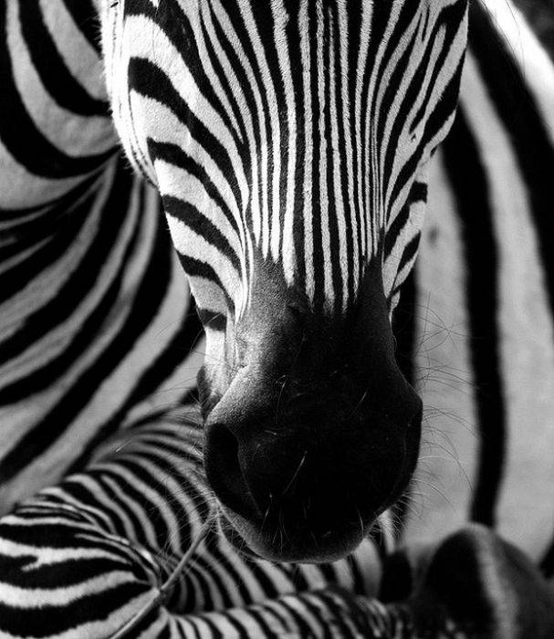 Черно-белые фотографии животных (50 фото)