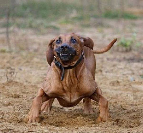 Смешные собаки (110 фото)