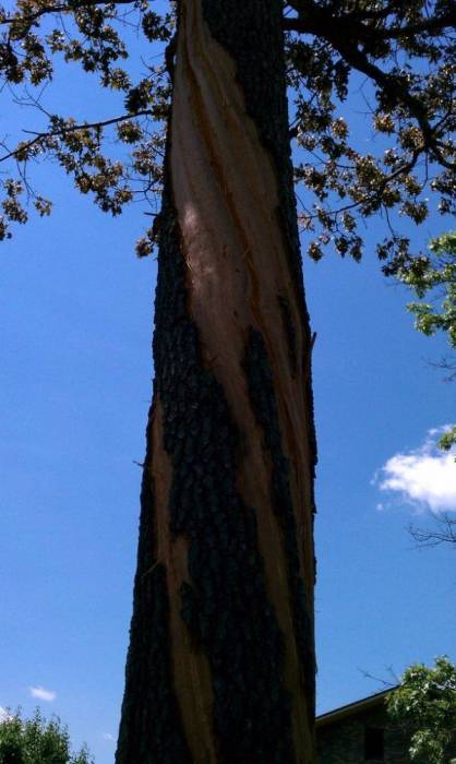 Дерево после удара молнии (4 фото)