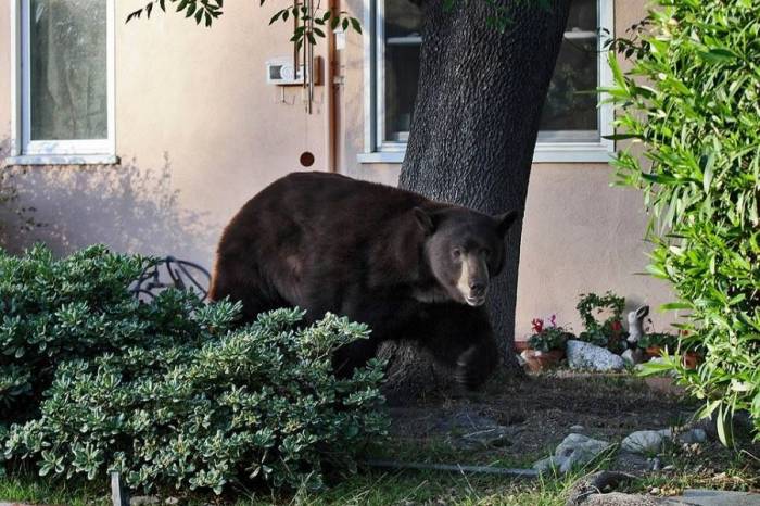 В пригородe Лос-Анджелеса разгуливал медведь