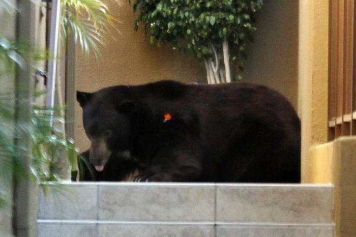 В пригородe Лос-Анджелеса разгуливал медведь