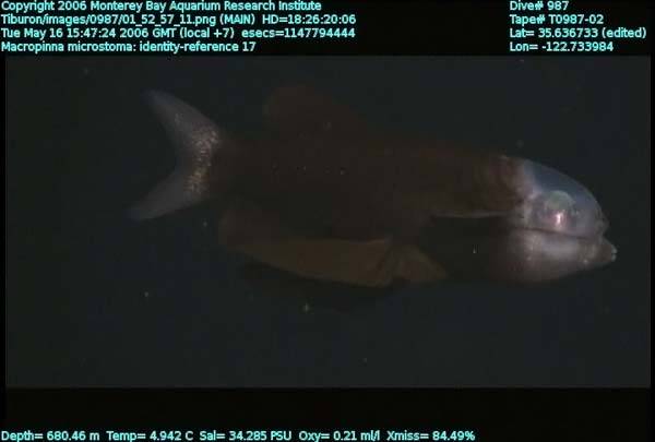 Рыба с прозрачной головой (11 фото)
