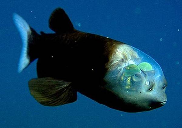 Рыба с прозрачной головой (11 фото)