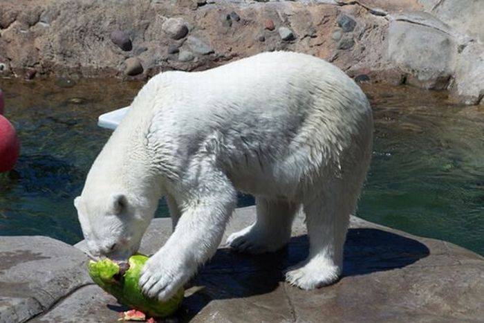 Что едят медведи (14 фото)