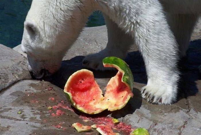 Что едят медведи (14 фото)