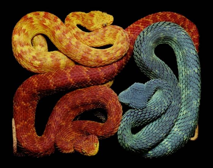 Узоры из живых змей Гвидо Мокафико (50 фото)