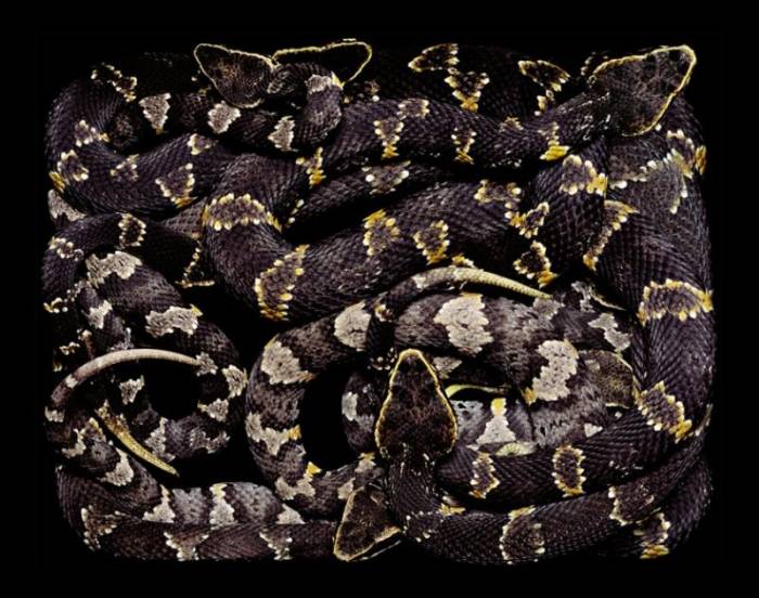 Узоры из живых змей Гвидо Мокафико (50 фото)