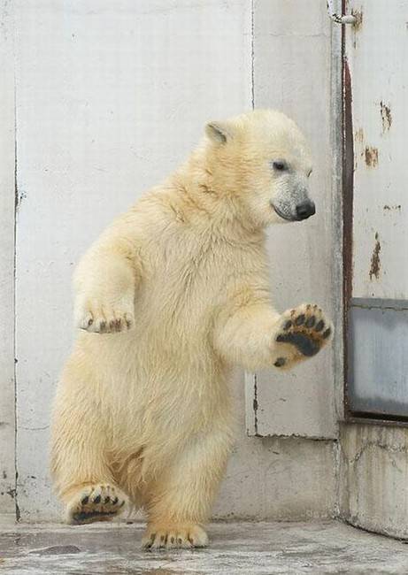 Медвежонок танцует (4 фото)