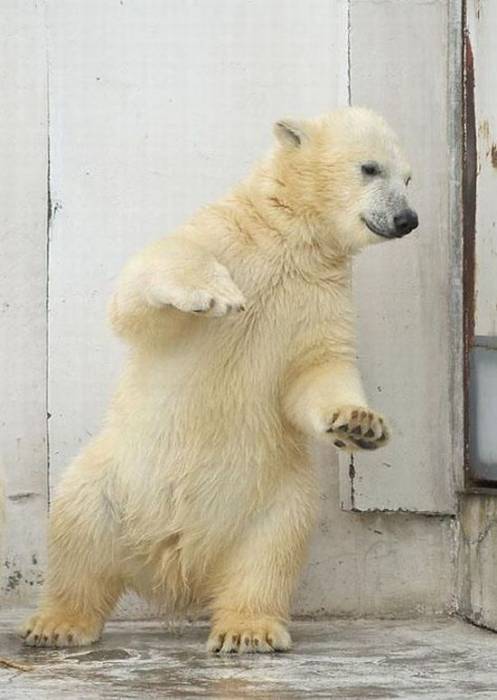 Медвежонок танцует (4 фото)