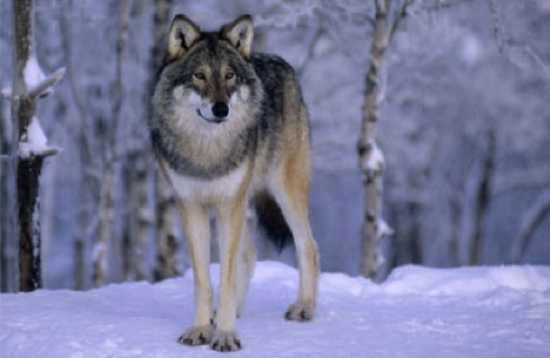 10 малоизвестных фактов про волков (10 фото)