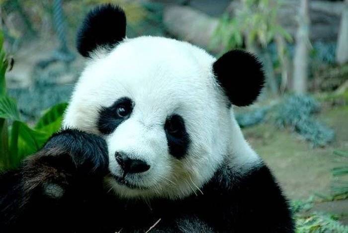 Симпатичные рисунки панды (60 картинок) 🌟