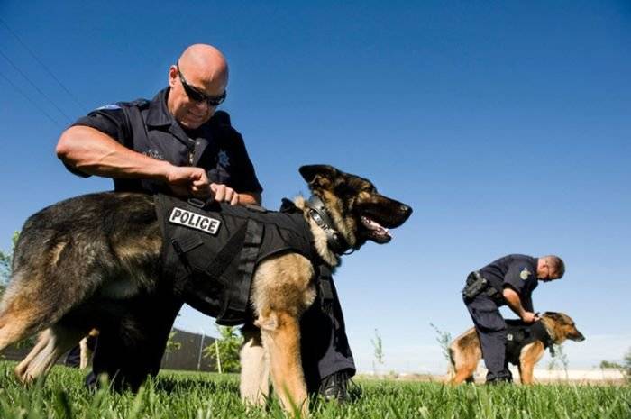 Отважный полицейский пес (22 фото)