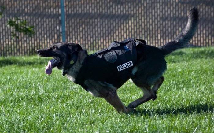 Отважный полицейский пес (22 фото)