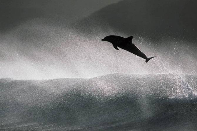 Игры дельфинов (12 фото)