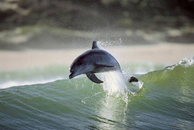 Игры дельфинов (12 фото)