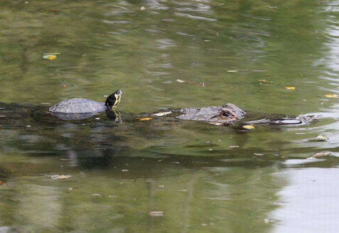 Дружба черепахи и крокодила (10 фото)